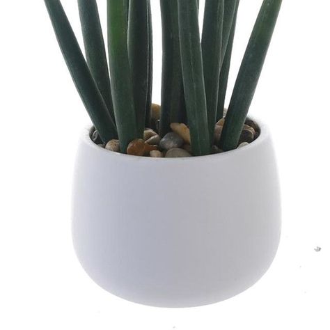 Planta Decorativa Asparragus 25 Cms Maceta Blanca-1