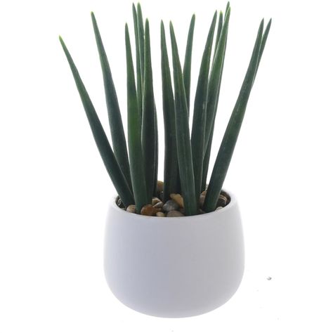 Planta Decorativa Asparragus 25 Cms Maceta Blanca-0