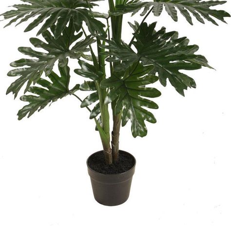 Planta Decorativa Philodendron 90 Cms.-1