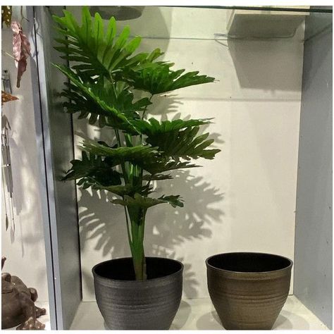 Planta Decorativa Philodendron 90 Cms.-2