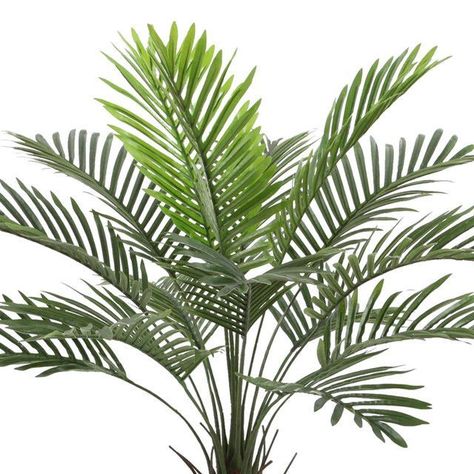 Planta Decorativa Palma Phoenix 90 Cms.-1