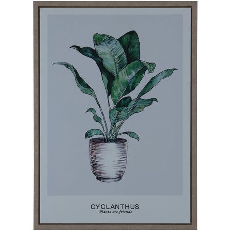 Cuadro Decorativo Cyclanthus Friend 70 x 50-0