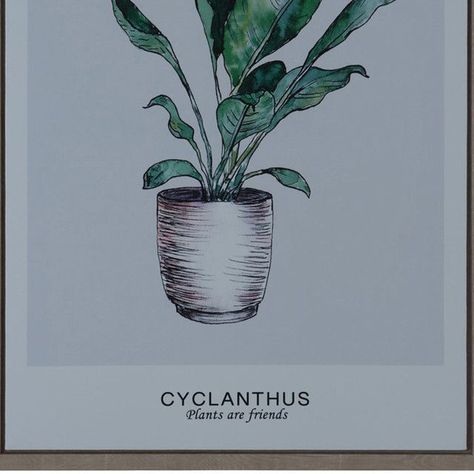 Cuadro Decorativo Cyclanthus Friend 70 x 50-1