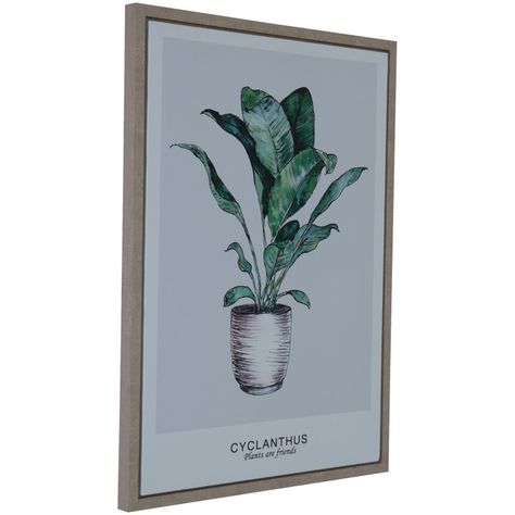 Cuadro Decorativo Cyclanthus Friend 70 x 50-3