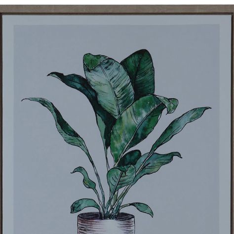 Cuadro Decorativo Cyclanthus Friend 70 x 50-2