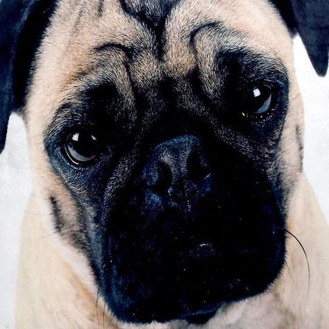 Funda Decorativa Para Cojín Pug-2