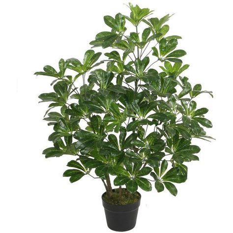 Planta Decorativa Schefflera Frondosa 90 Cms.-0