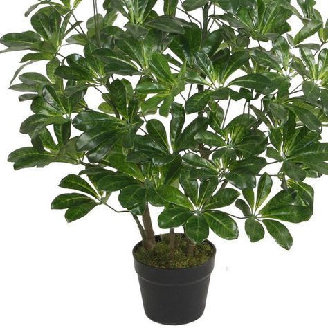 Planta Decorativa Schefflera Frondosa 90 Cms.-2