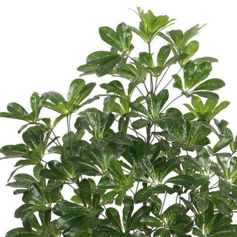 Planta Decorativa Schefflera Frondosa 90 Cms.-1