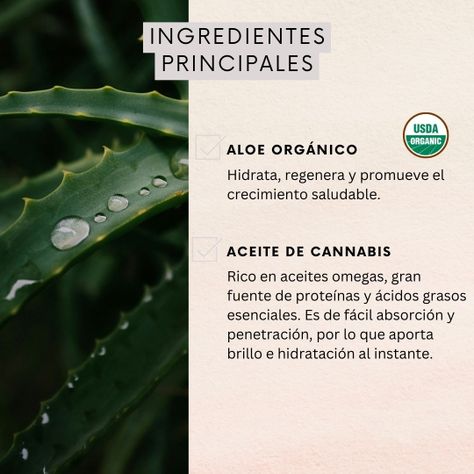 Shampoo + Acondicionador Cañamo 350ml Naturaloe-2