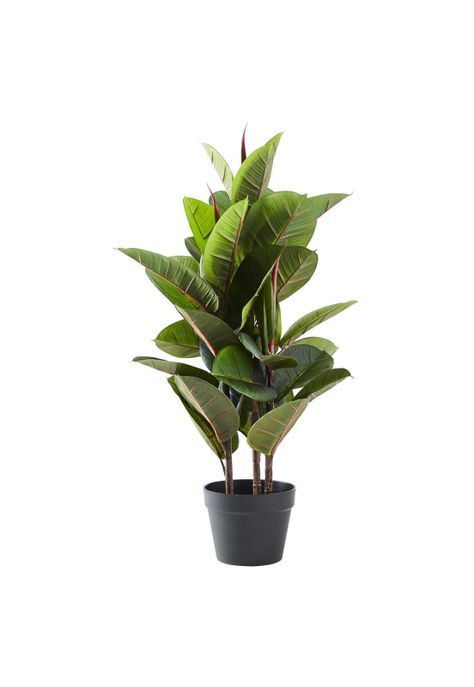 FICCUS 80 CMS-0