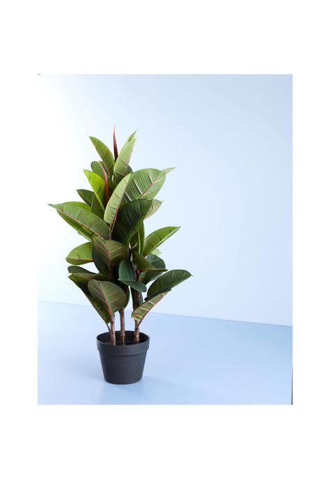 FICCUS 80 CMS-1