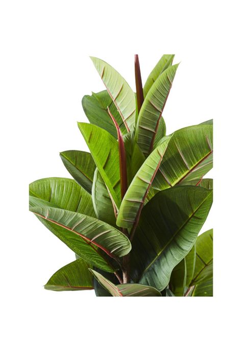 FICCUS 80 CMS-2