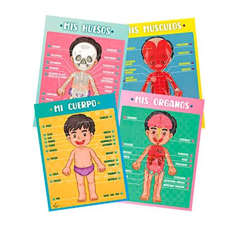 Láminas Magnéticas Interactivas Huesos y Músculos-2