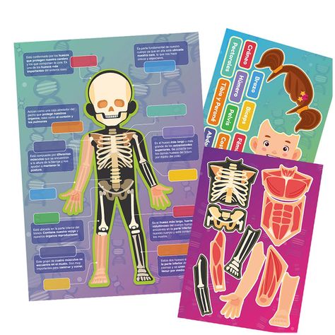 Láminas Magnéticas Interactivas Huesos y Músculos-1