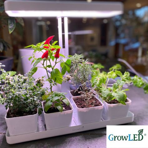 Huerto con luz LED de cultivo indoor Natura-2