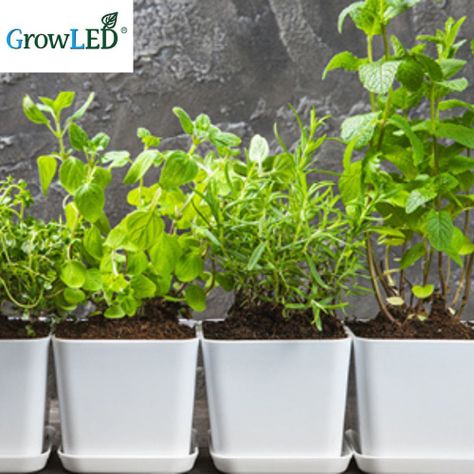 Huerto con luz LED de cultivo indoor Natura-3