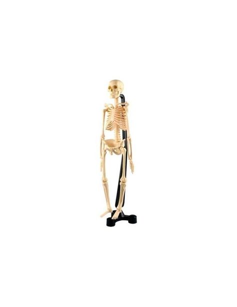 Modelo De Esqueleto 45 cm-0
