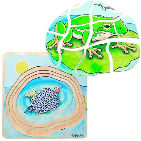 Puzzle Capas Ciclo De Vida De La Rana-0