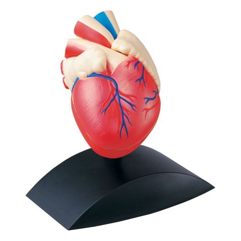 Corazón Desarmable Con Base-1