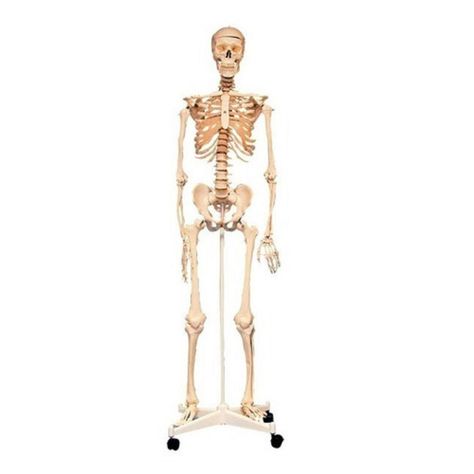 Esqueleto Cuerpo Humano-0
