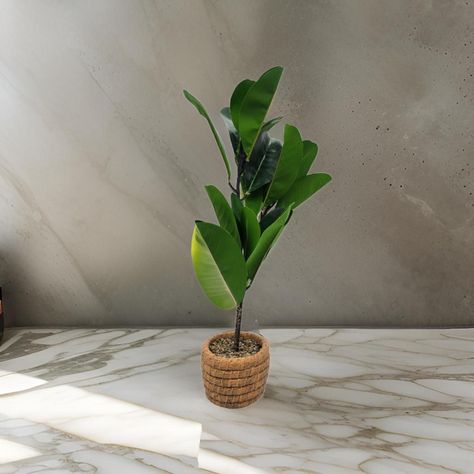 Planta Artificial Macetero De Cemento Naranjo Hojas Verdes-2