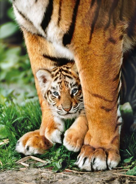 Puzzle 500 piezas Tigre Bengala-1