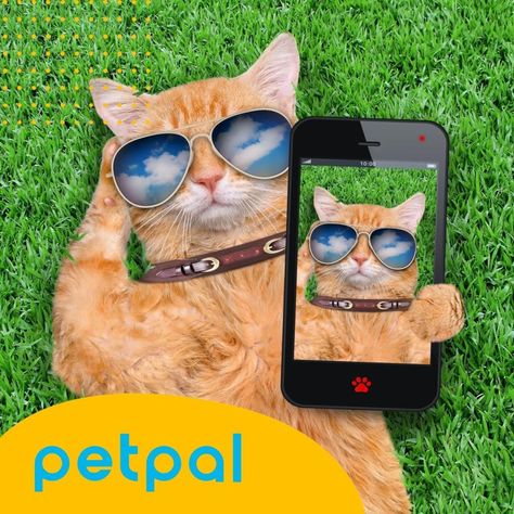Corta Uñas Corta Pelo Para Perro Gato Set Belleza Recargable-8