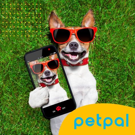 Maquina Corta Pelo Mascotas Perro Gato Kit  Petpal-8