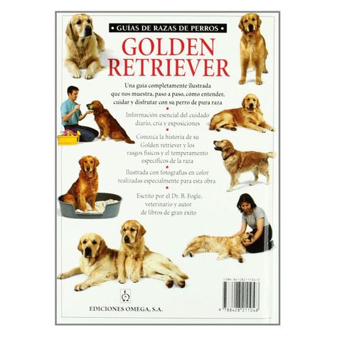 Golden Retrevier-1