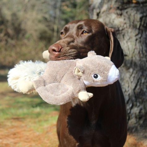Peluche Ardilla Voladora con Sonido-3