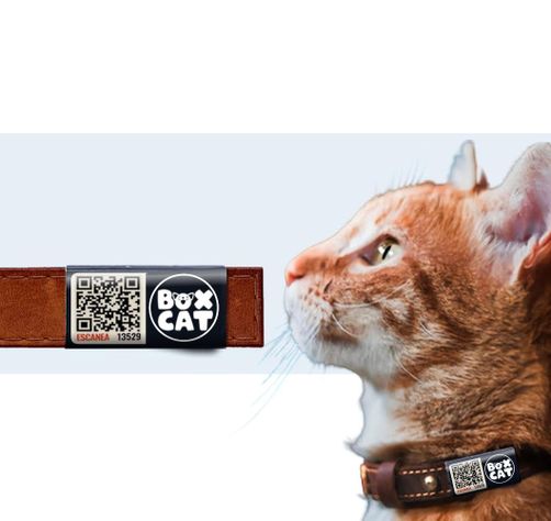 Placa Bandita QR Mascotas-0
