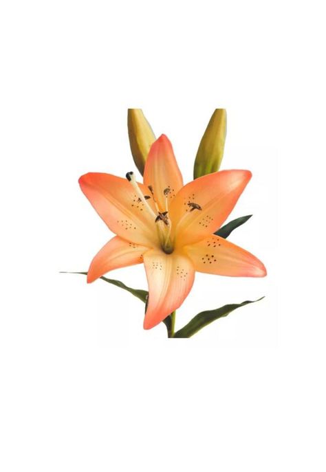 4 Lilium Naranjo Flores Artificiales 69cm-0