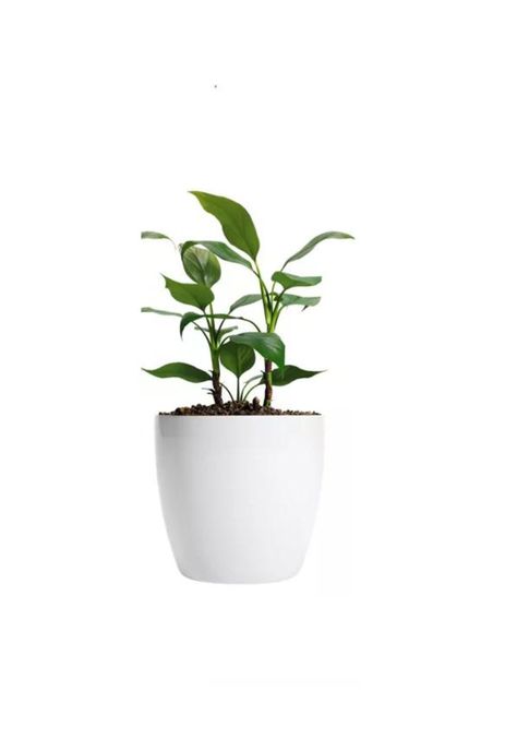 Maceteros Plástico 20x22cm Amalfi Pack 2 Unidades 5.3L Blanco-0