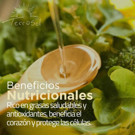 Aceite de Oliva Extra Virgen 5L Bidones Terrasol-4