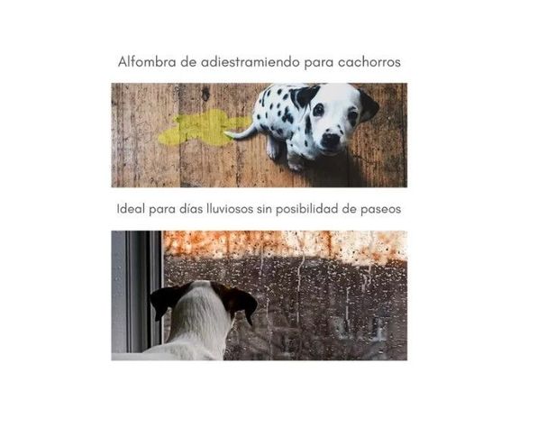 Baño Ecológico Sanitario Mascotas Talla M / Adiestramiento-6