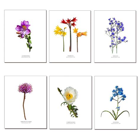 Set de Láminas De Flores N°1-0
