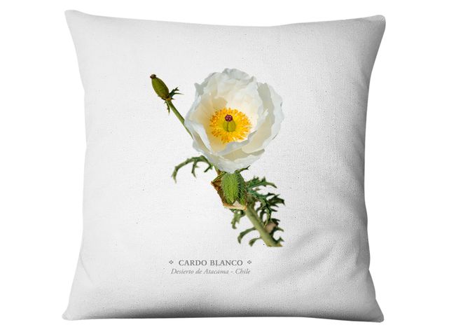 Funda Cardo Blanco-0