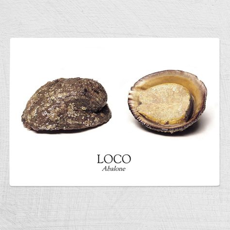 Tabla Chica De Cortar De Loco-0