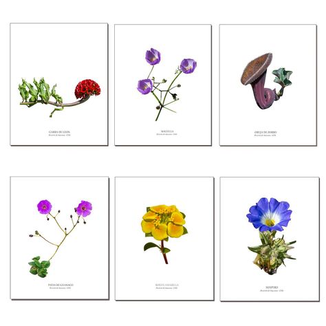 Set de Láminas De Flores N°2-0