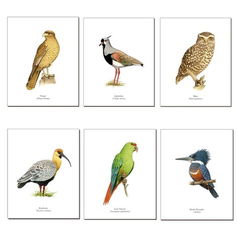 Set de Láminas De Pájaros N°2-0