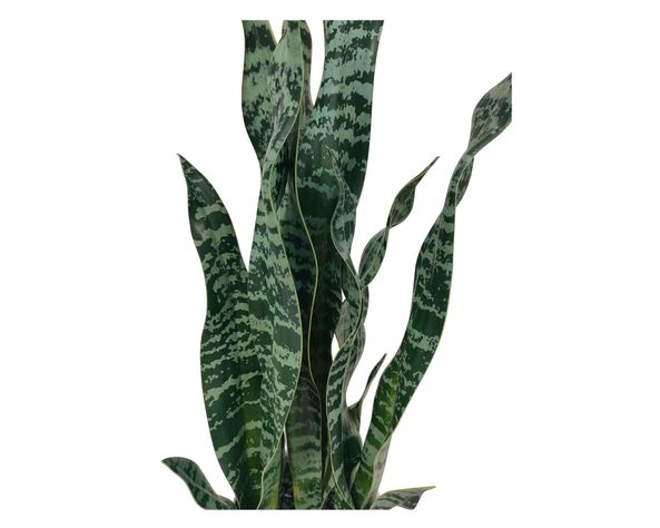 Planta artificial con maceta Sansevieria-2