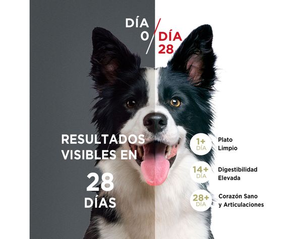 Alimento perro adulto 12 kg mediano/grande pollo y cordero Purina One.-2