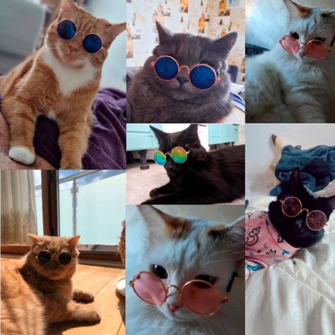 Lentes Gafas De Sol Gato Para Mascotas Gatito Perr-4