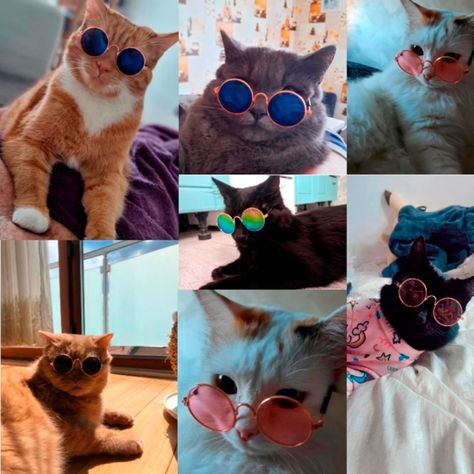 Lentes Gafas De Sol Gato Para Mascotas Gatito Perr-2