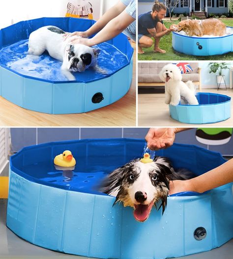 Piscina Pileta Plegable Para Mascotas Y Niños 80x20cm Jhn-4