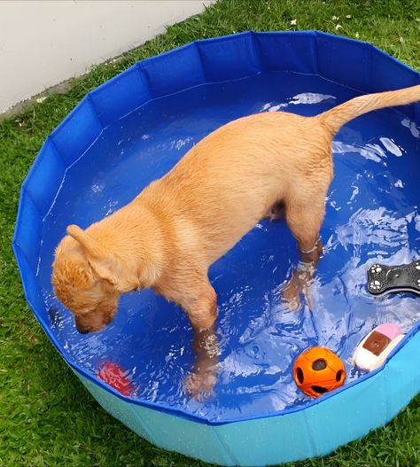 Piscina Pileta Plegable Para Mascotas Y Niños 80x20cm Jhn-6