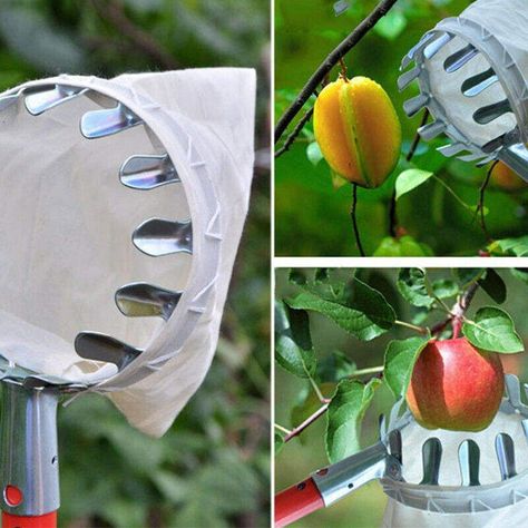 Recolector De Frutos De Tela-3