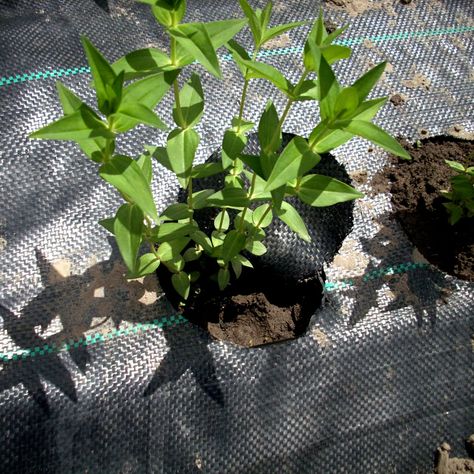 Tela Ground Cover o Antimaleza de 1.10 x 200 mts. Color Negro (Rollo)-1