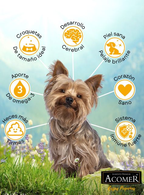 Alimento Acomer perro Adulto razas pequeñas 10kg-1